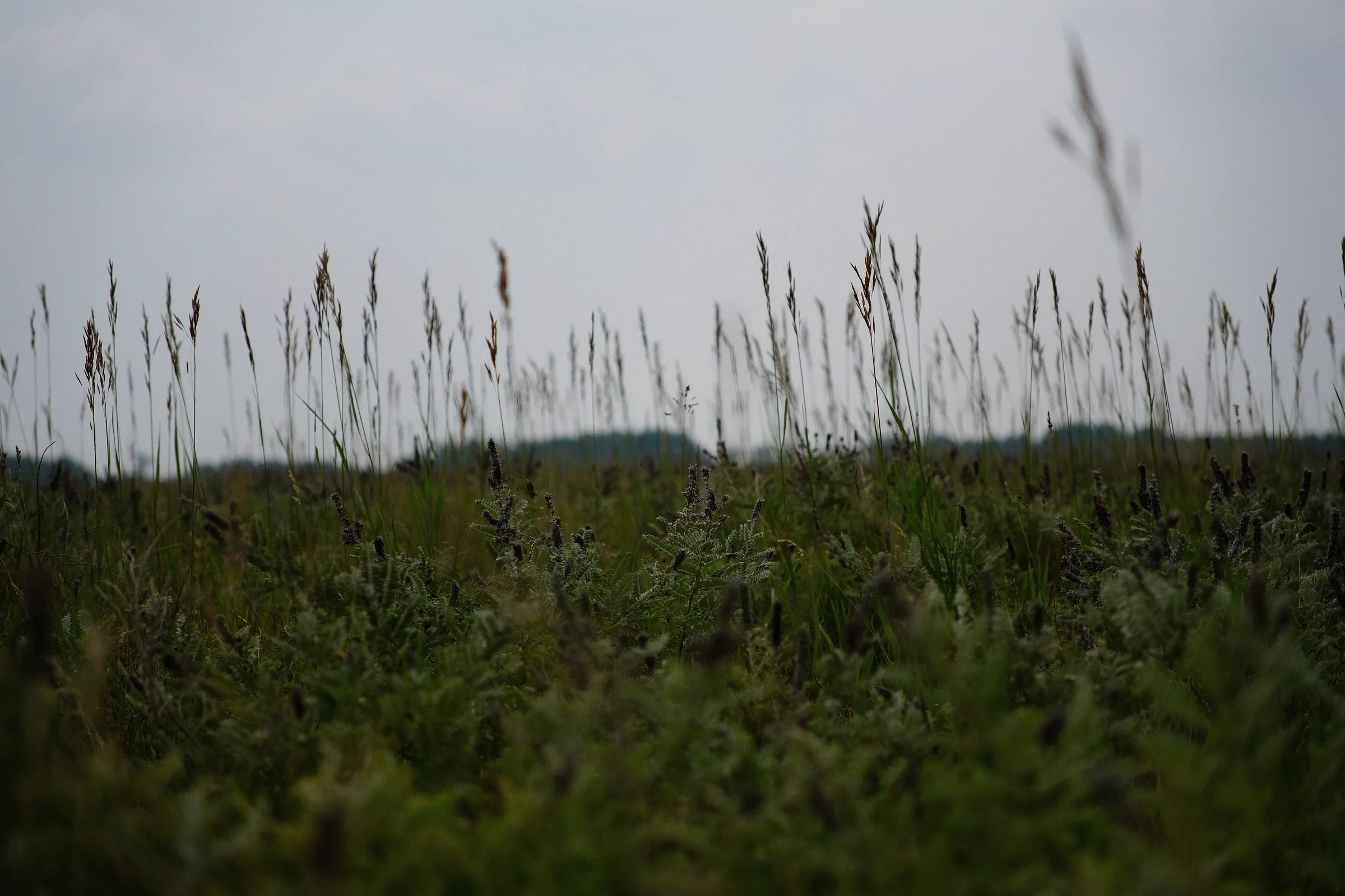 Graded prairie grass photograph